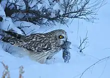 Un Hibou des marais dans la neige portant un rongeur mort dans son bec, sa proie.