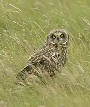 Hibou des marais(Asio flammeus)