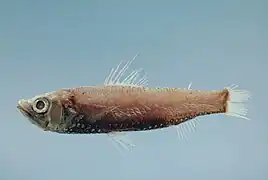 Neoscopelus microchir (Neoscopelidae).