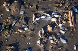 Prises accessoires de pêche à la crevette.