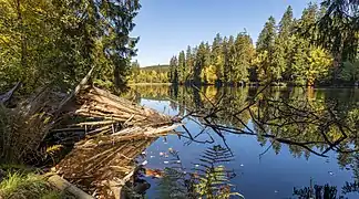Le Silberteich (de), lac artificiel dans la région du Harz. Octobre 2018.
