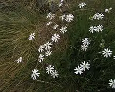 Silene saxifraga