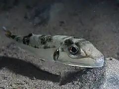 Lagocephalus sceleratus