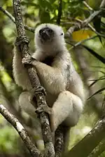 Un Sifaka soyeux (Propithecus candidus), une espèce en danger critique d'extinction selon l'UICN.