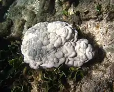 Sinularia cf. schlagmani