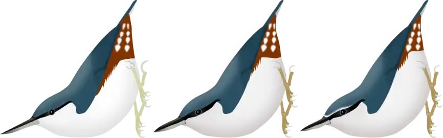 De gauche à droite, Sitta arctica, S. europaea europaea et S. e. asiatica. Chez la Sittelle de Sibérie, noter le bec droit et fin, le trait loral noir plus fin et plus court, le roux du croupion s'étendant sur les flancs et la grande griffe arrière.