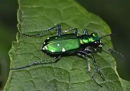 Cicindela sexguttata