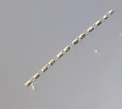 Chaine de Skeletonema costatumLong Island Sound, N-E États-Unis.