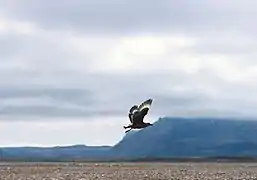 Grand Labbe sur les sandur de Skeiðarársandur.