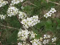 Prunus spinosa en fleurs.