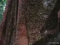 Écorce  de Sloanea guianensis