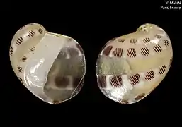 Coquille de Smaragdia purpureomaculata