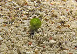 Smaragdia rangania vivant