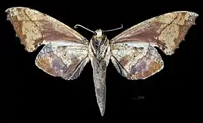 revers de la femelle (coll.MHNT)