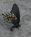Battus philenor
