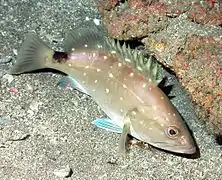 Epinephelus niveatus