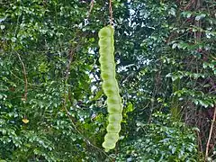 Gousse (Sabah, Malaisie).