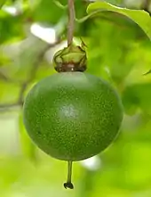 Fruit d'Oncoba spinosa.