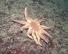 Solaster dawsoni