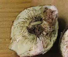 Une verge d'or parasitée.