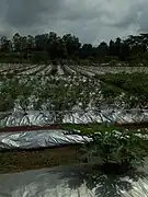 Technique de culture au centre Songhaï.