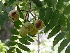 Jeunes fruits pas murs