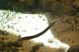 la lamproie de Planer