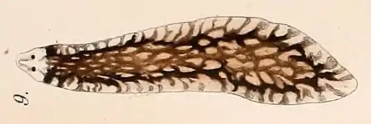Sorocelis reticulosa (Dendrocoelidae, Planarioidea)