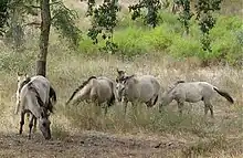 Photo de chevaux à la robe grise broutant des herbes sèches