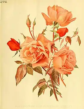 Image illustrative de l’article Souvenir de Catherine Guillot