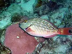 Sparisoma chrysopterum (en)