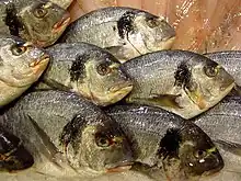 La photographie couler représente des dorades en gros plan sr un lit de glace de poissonnier. Elles sont toutes tournées vers la droite.