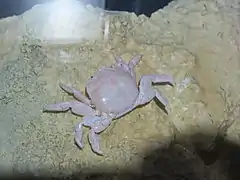 Xenograpsus testudinatus (Xenograpsidae)