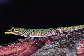 Phelsuma guttata