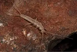 Speleonycta ozarkensis (Nicoletiidae)