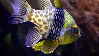 Sphaeramia nematoptera