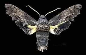 Face dorsale du mâle(coll.MHNT)