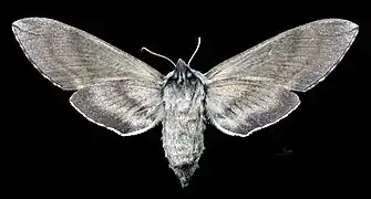 Face ventrale de la femelle (coll.MHNT)