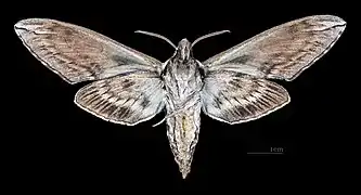 ♂ △Face ventrale  (coll.MHNT)