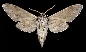 Revers du mâle  (coll. MHNT)