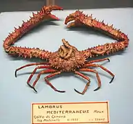 Spinolambrus macrochelos