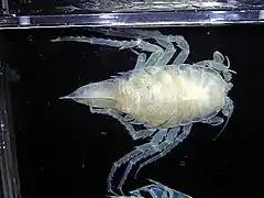 Spinoserolis beddardi