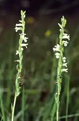 Spiranthe d'été(Spiranthes aestivalis)