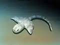 Squatinactis, un élasmobranche.