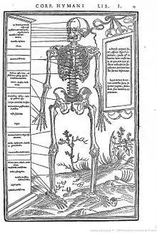 Description du squelette humain extraite de De Dissectione partium corporis écrit par Charles Estienne.