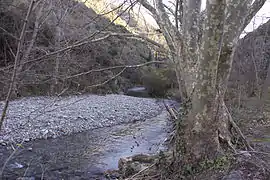 Tronc d'un arbre derrière lequel s'écoule une rivière, puis plage de galets et flanc de montagne.