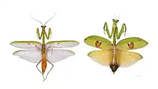 Stagmatoptera supplicaria - Muséum de Toulouse