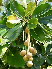 Fruits