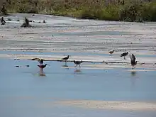 Plusieurs oiseaux limicoles sur la plage d'une île tropicale