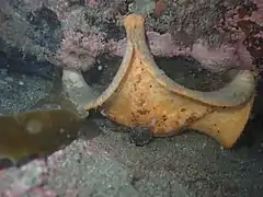 Stegnaster inflatus en position de chasse.